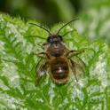 Osmia bicornis.jpg